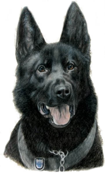 Portrait of German Shepherd